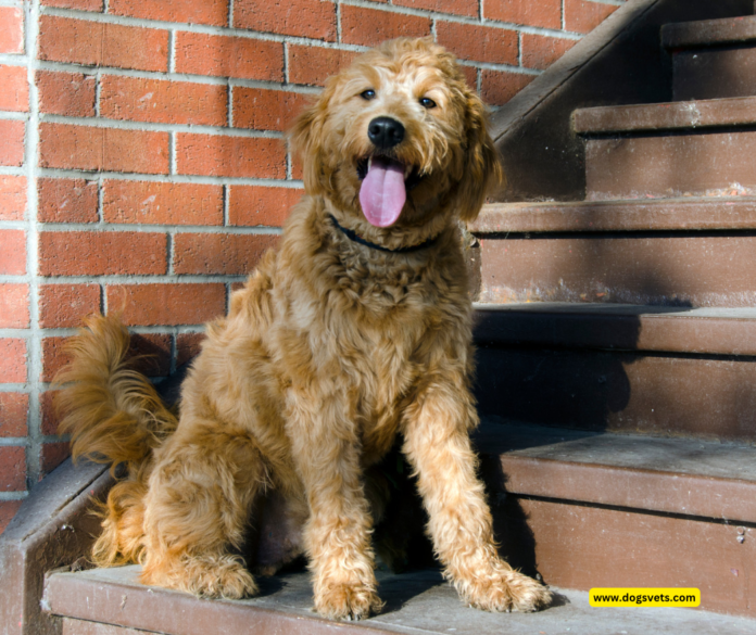 About Micro Teacup Goldendoodles And Full Grown Sizes